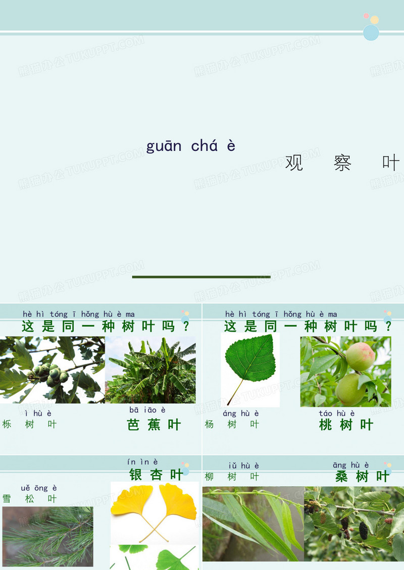 观察叶 -完整版PPT课件
