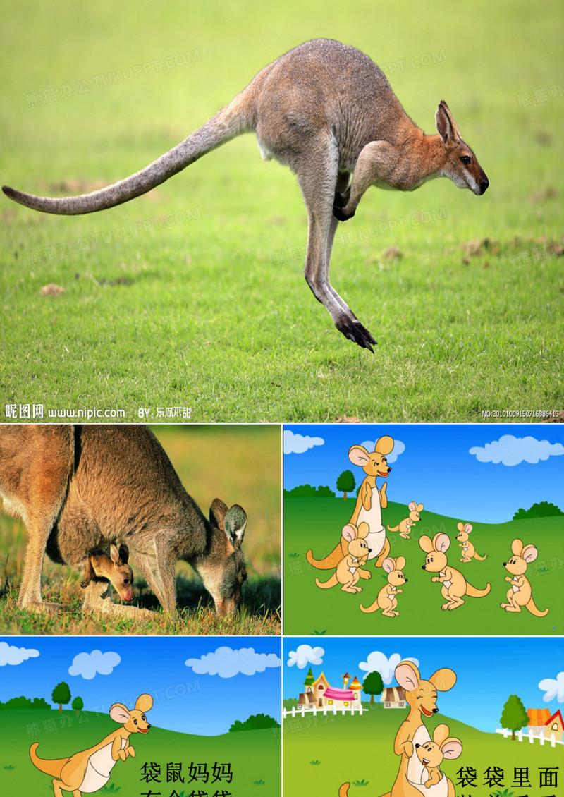 袋鼠妈妈儿歌