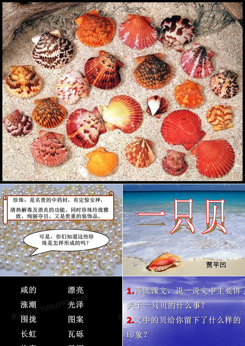一只贝