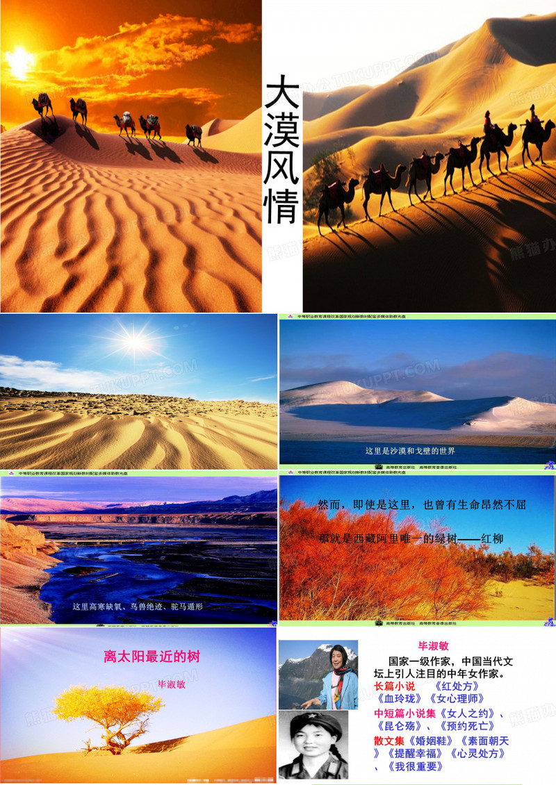 《离太阳最近的树》