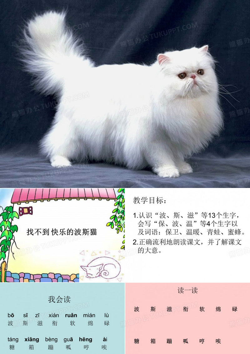 找不到快乐的波斯猫