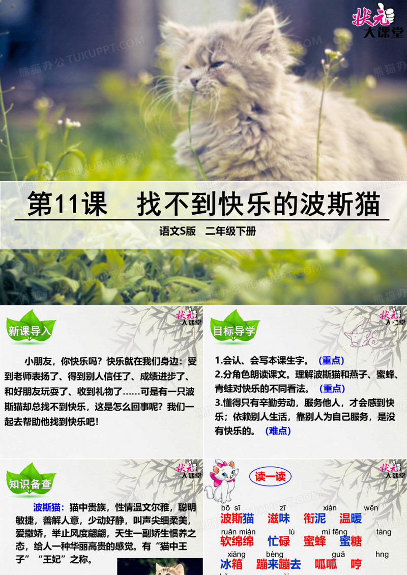 11 找不到快乐的波斯猫