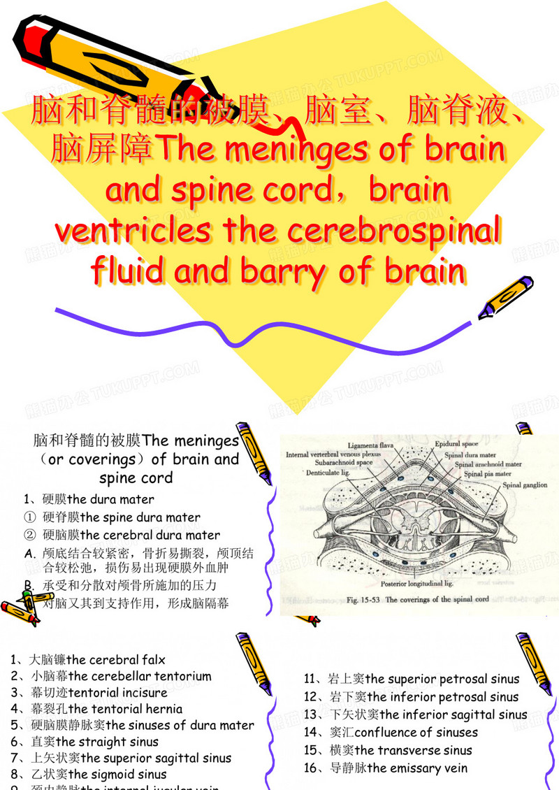 脑膜、脑脊液