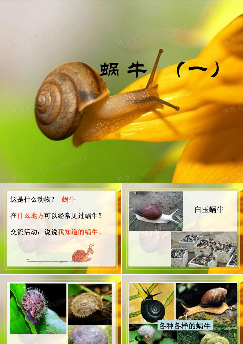 教科版科学蜗牛一.ppt