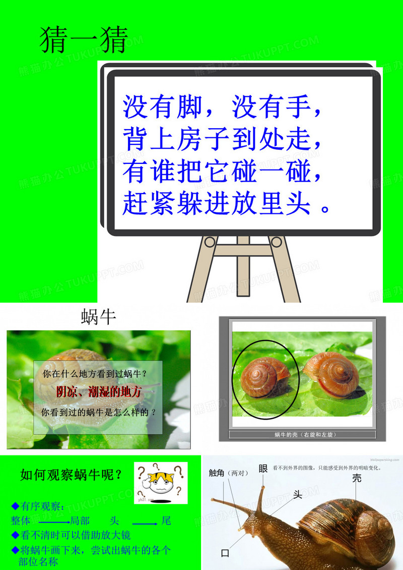 三年级科学蜗牛一