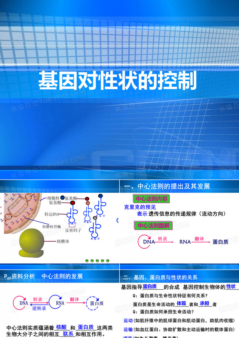 基因对性状的控制