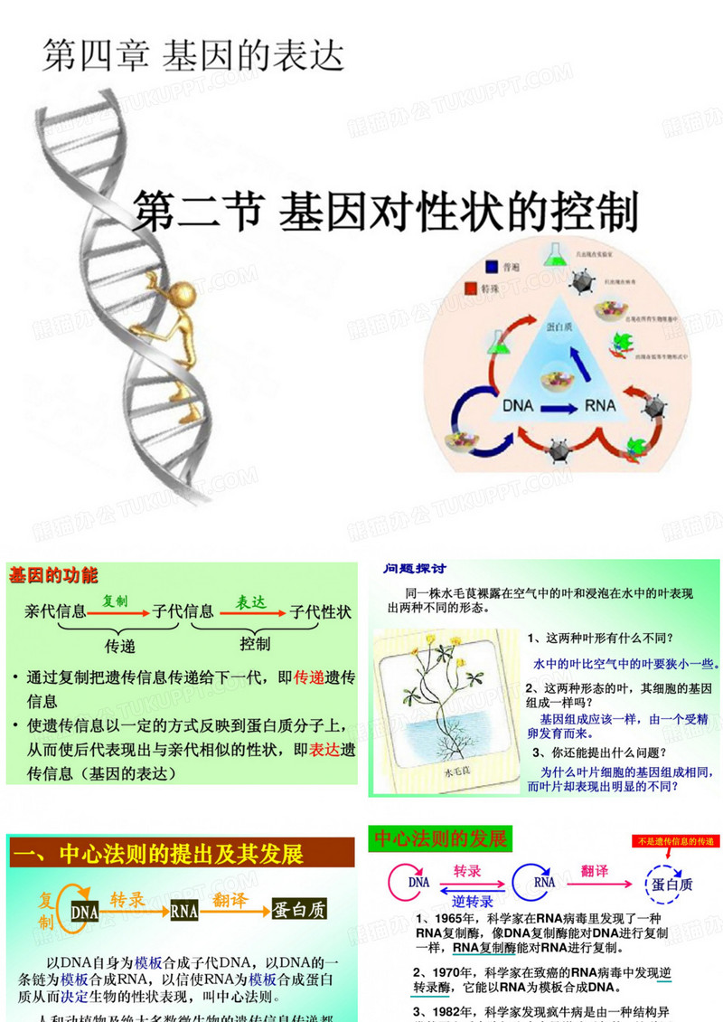 基因对性状的控制