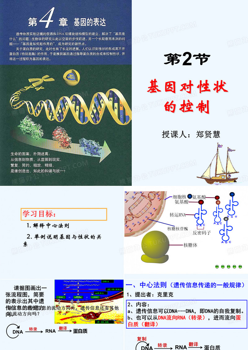 基因对性状的控制