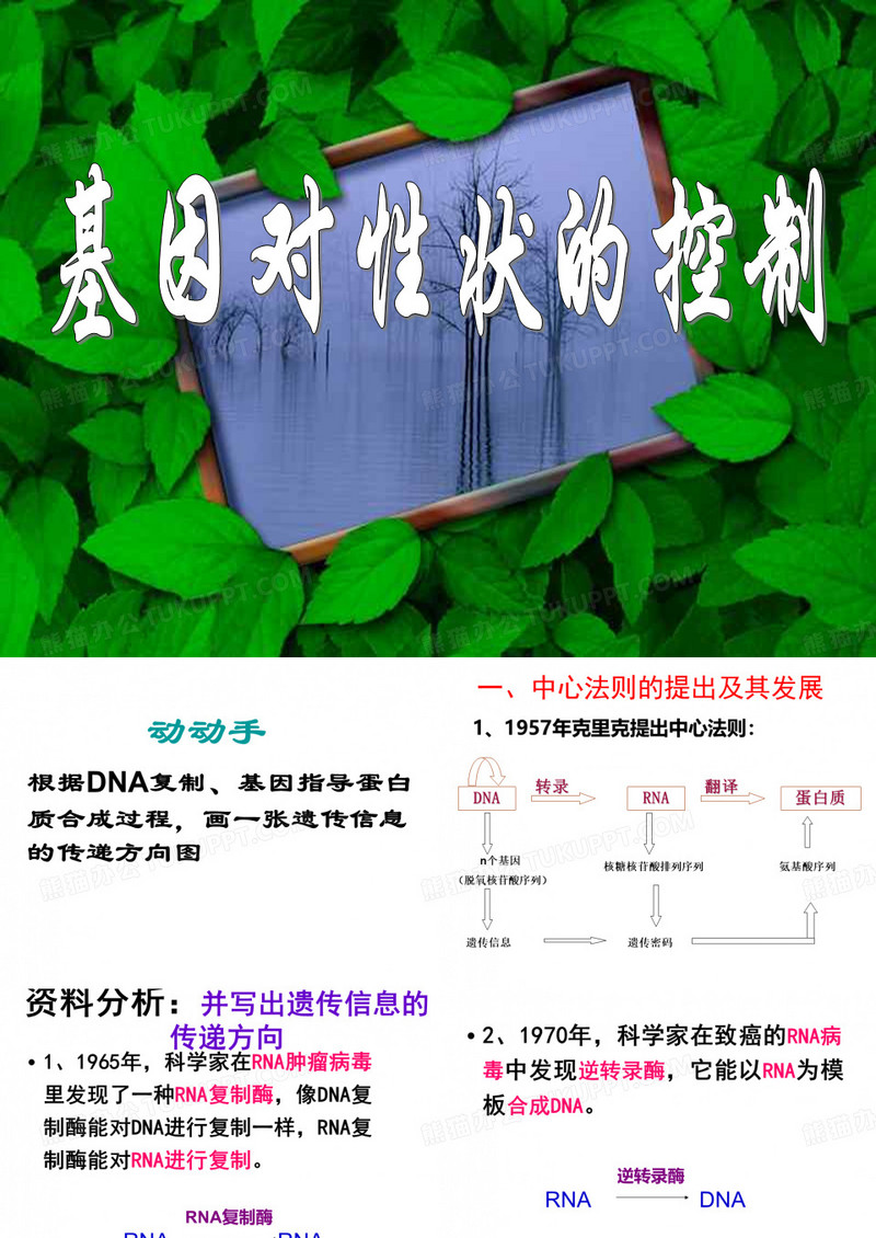 基因对性状的控制