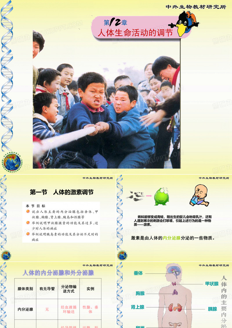 人体激素的调节