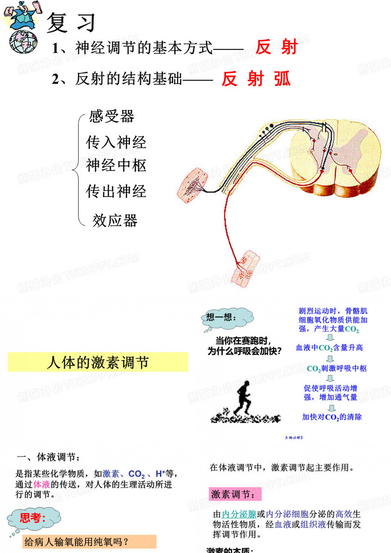 人体的激素调节ppt