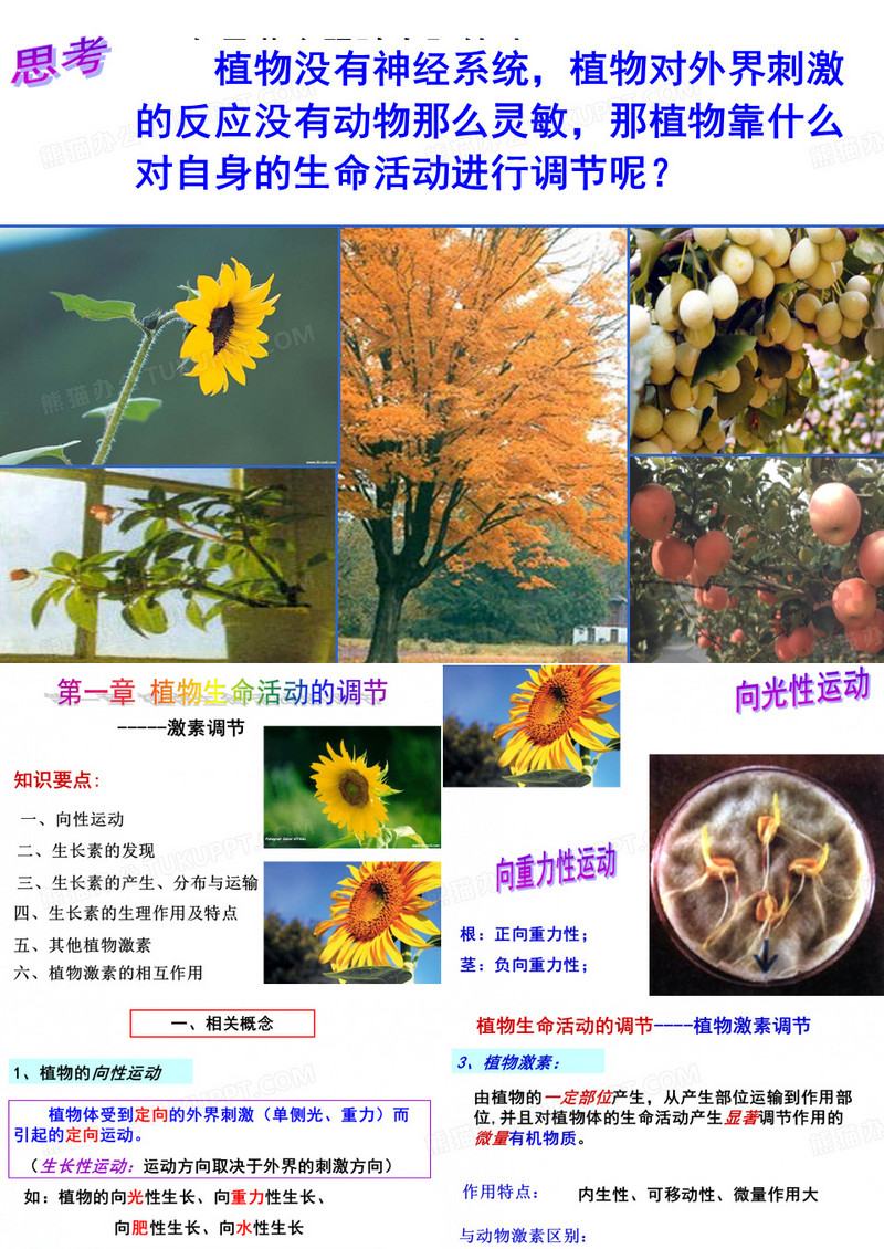 植物的激素调节