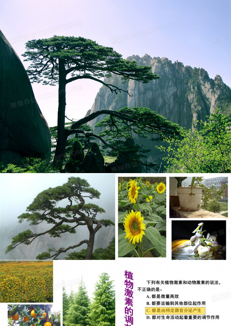 植物激素的调节