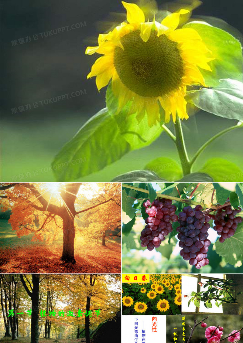 植物的激素调节(高二生物)