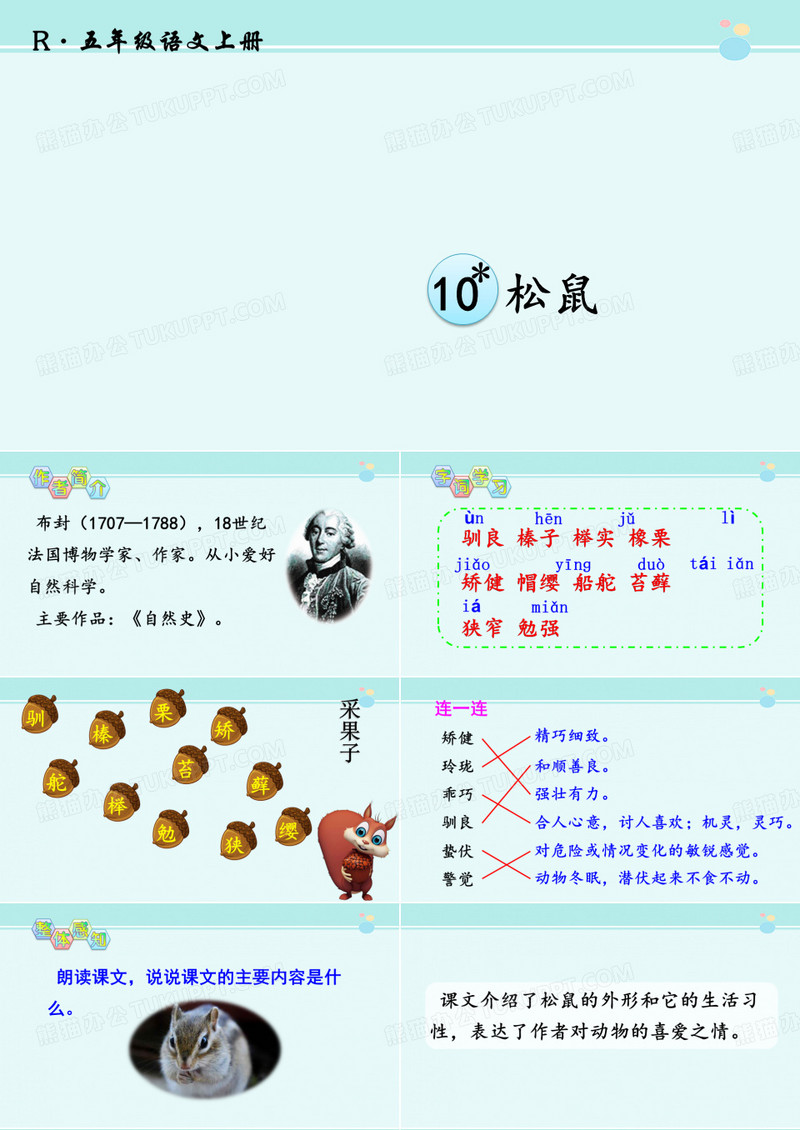 松鼠 完整版PPT课件