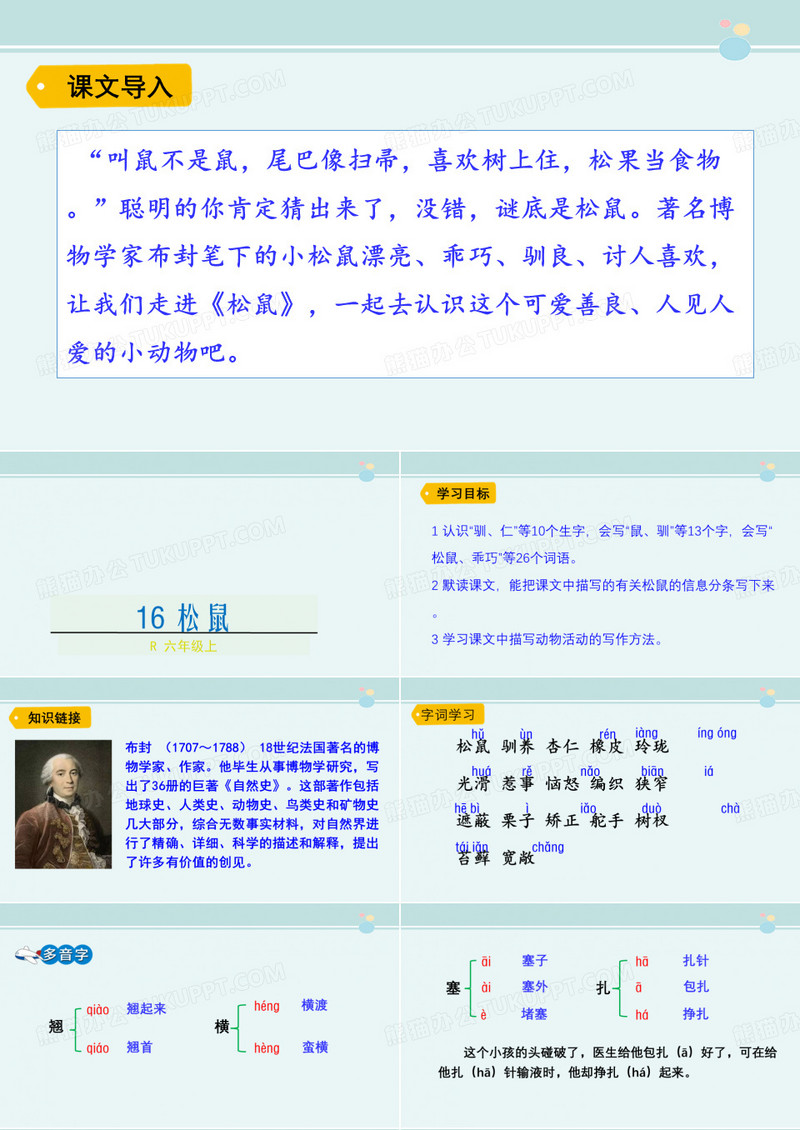 松鼠 -完整版PPT课件
