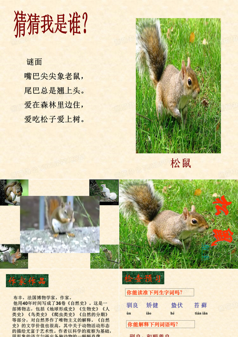 《松鼠》-完整版PPT课件