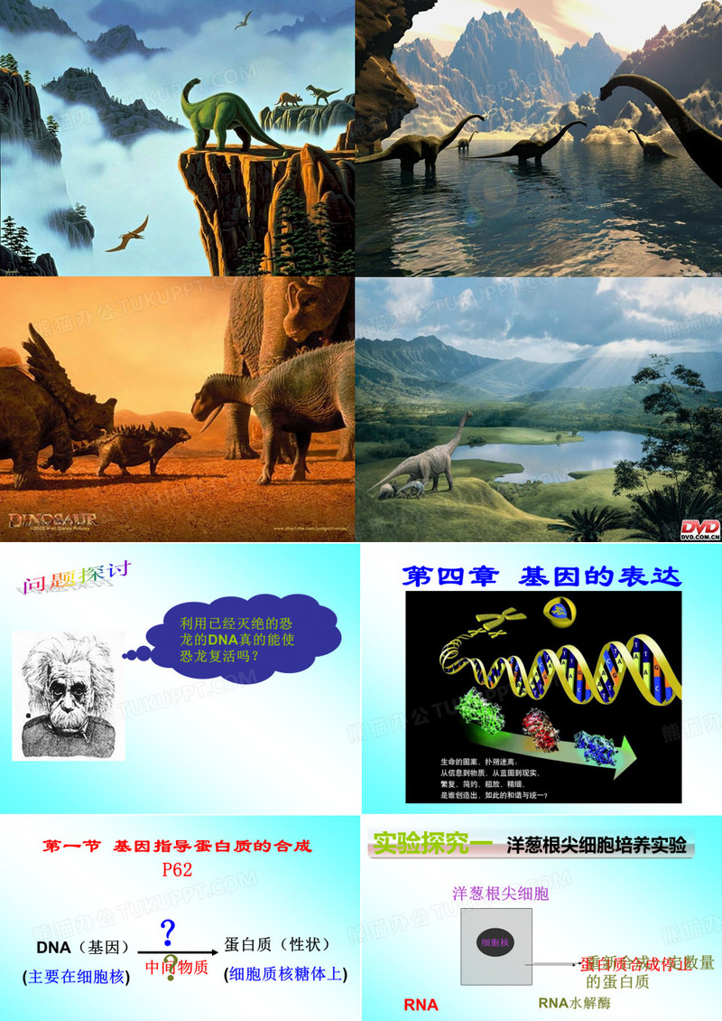 基因指导蛋白质的合成