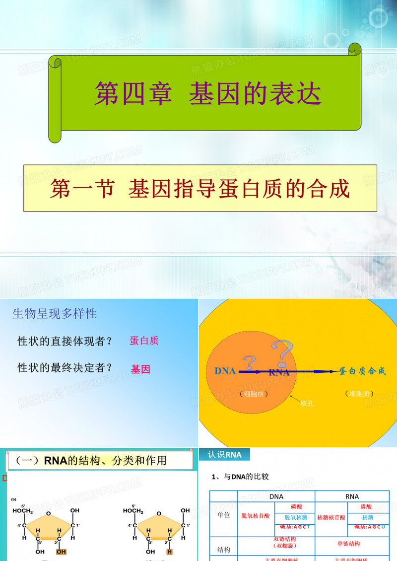 基因指导蛋白质的合成