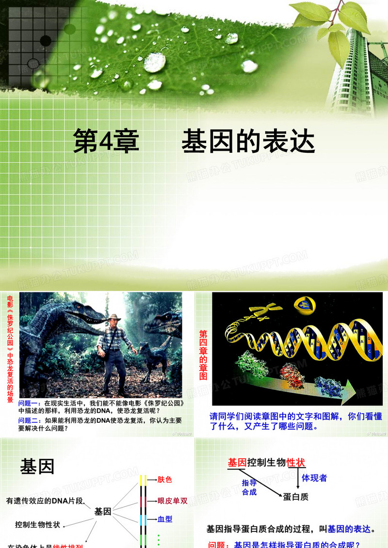 基因指导蛋白质的合成