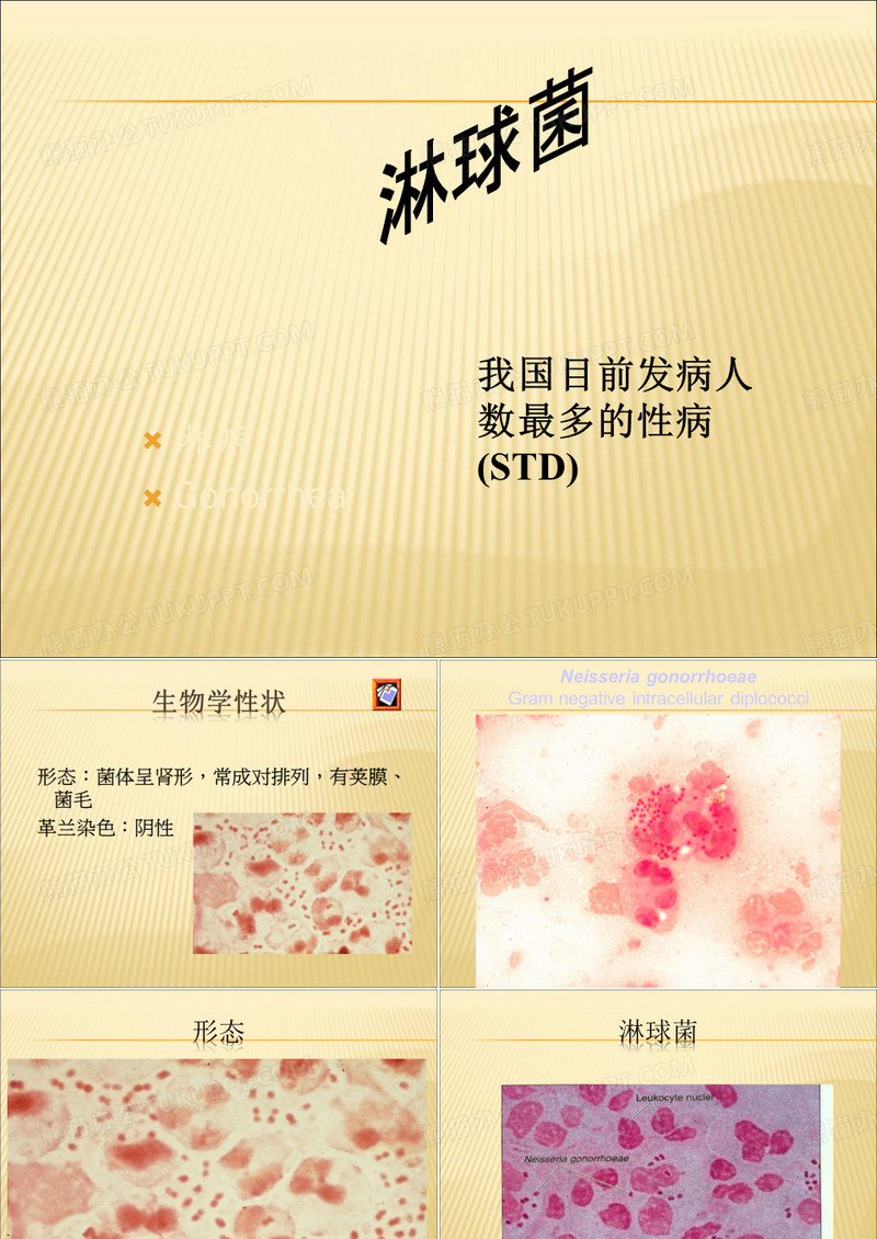 【课件】球菌——淋球菌PPT