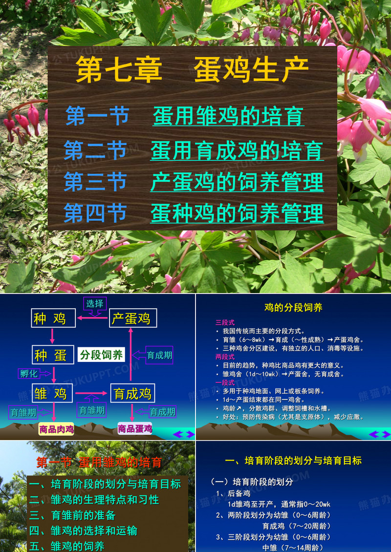 蛋鸡生产