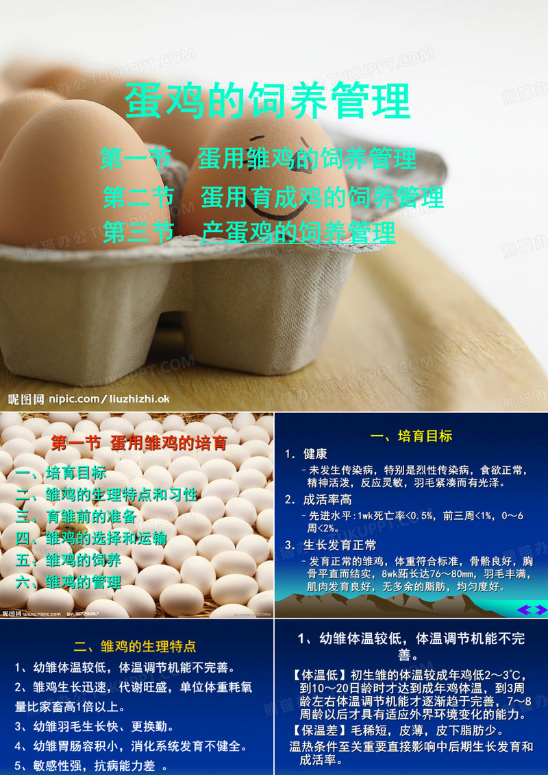 蛋鸡生产