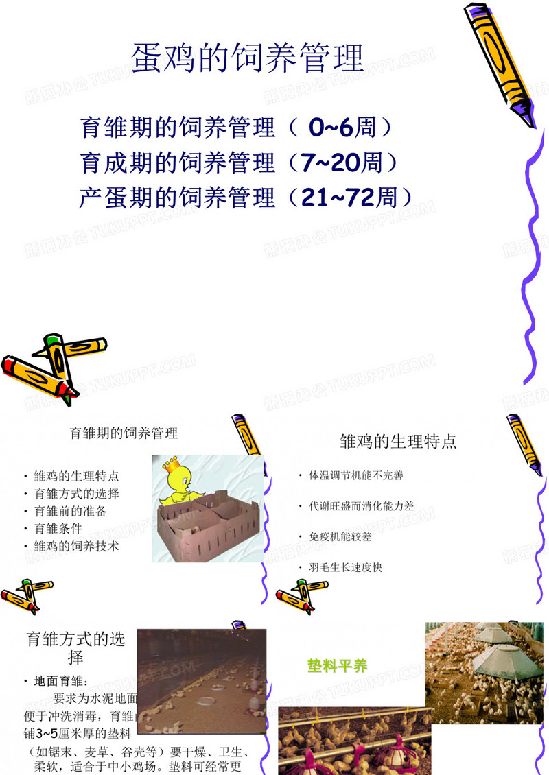 蛋鸡生产