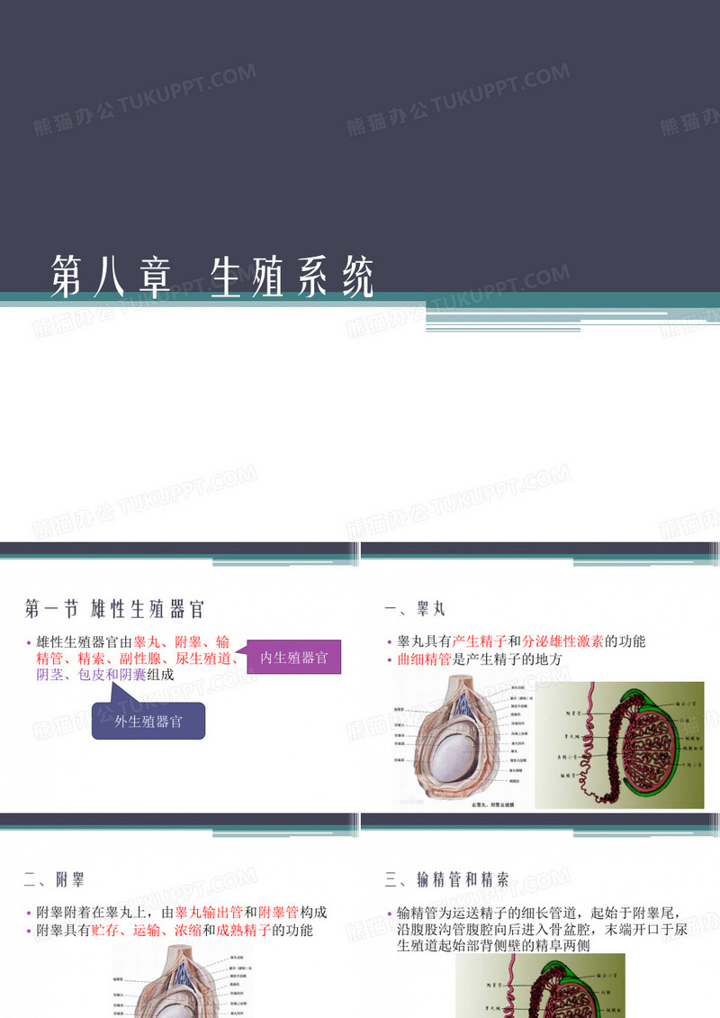 畜禽解剖生理