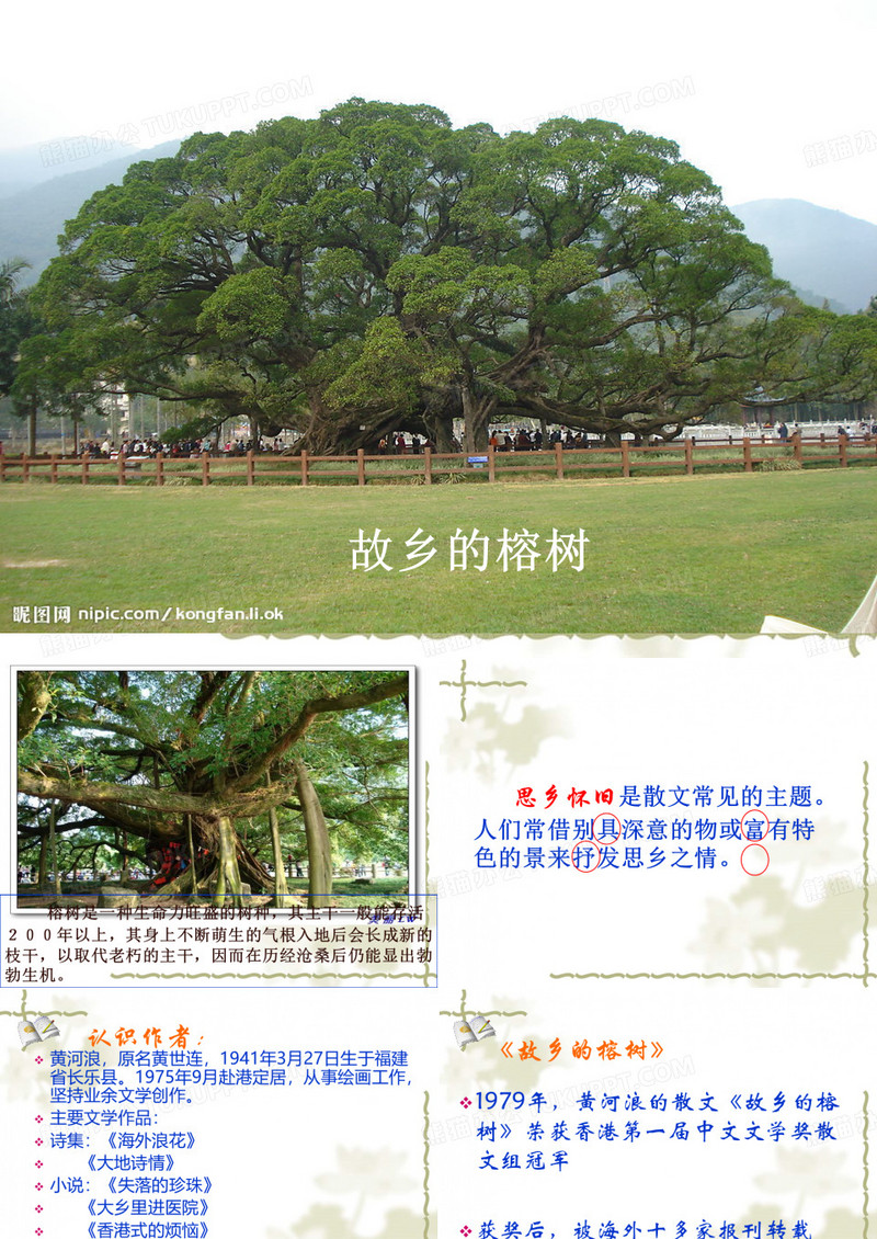 故乡的榕树