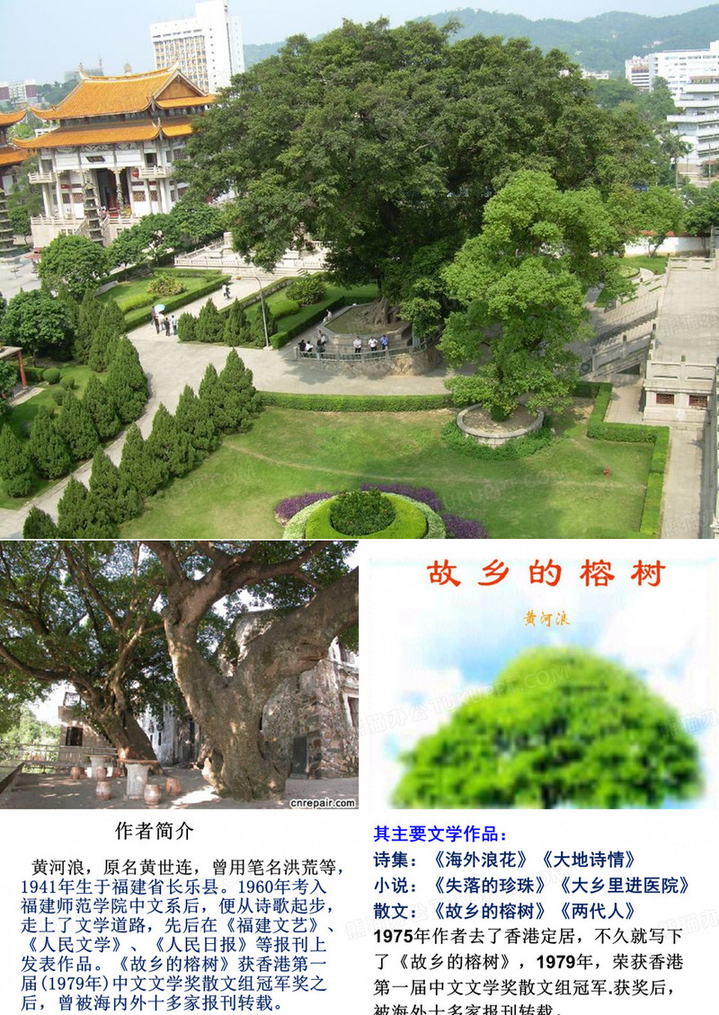 故乡的榕树