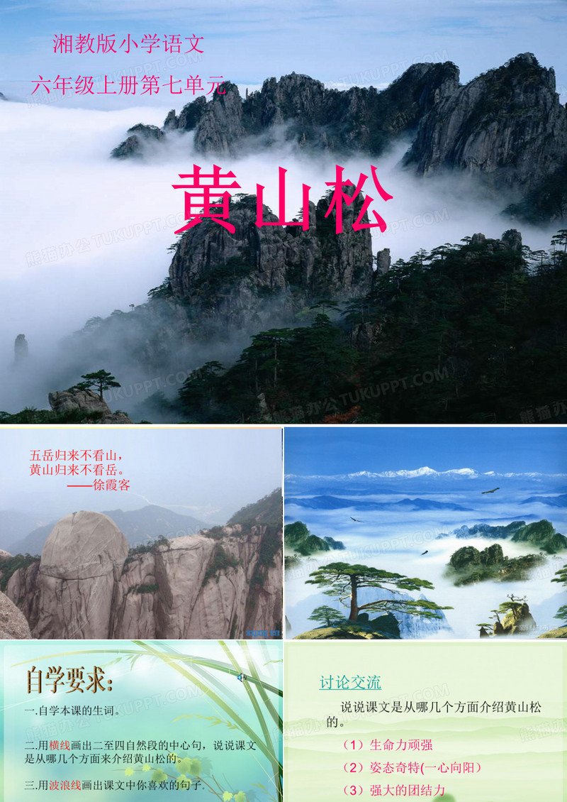 黄山松 课件