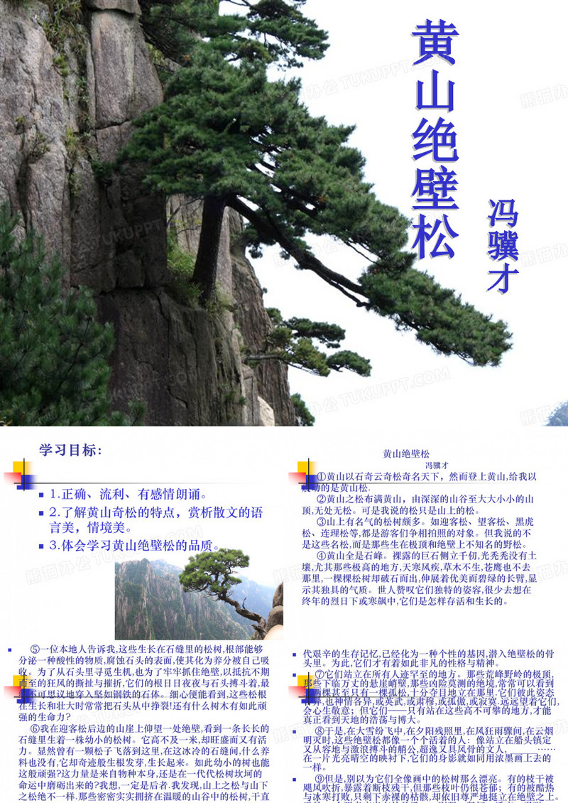 黄山绝壁松讲解