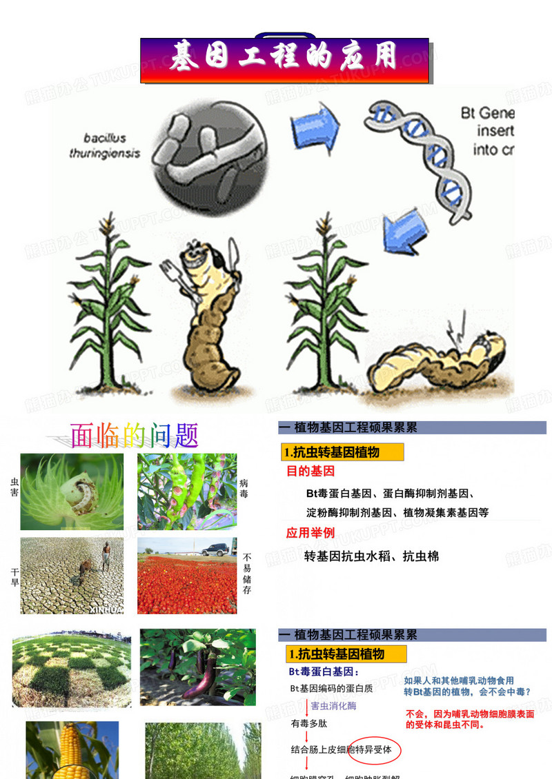 基因工程的应用