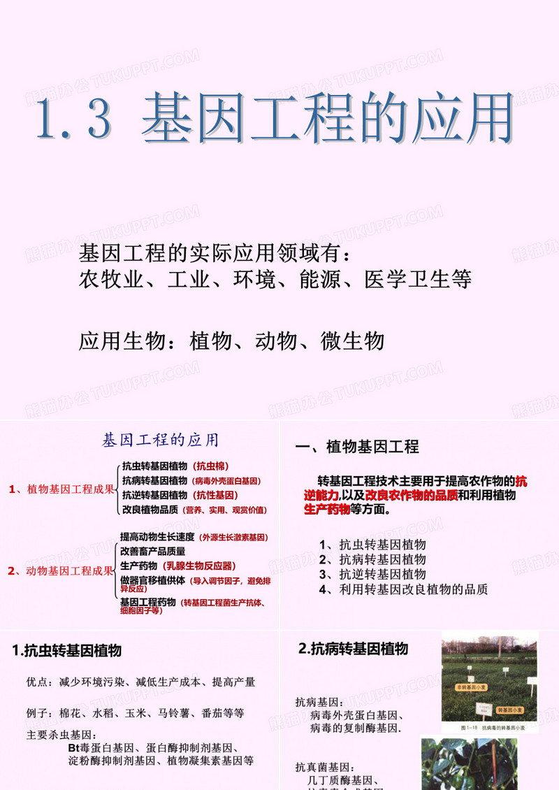 基因工程的应用