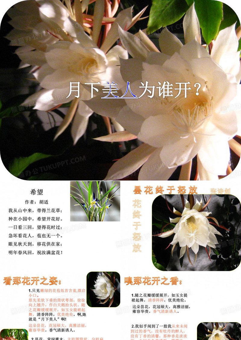 昙花终于怒放