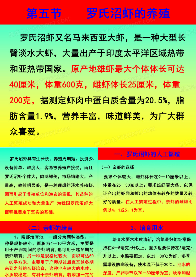 罗氏沼虾的养殖