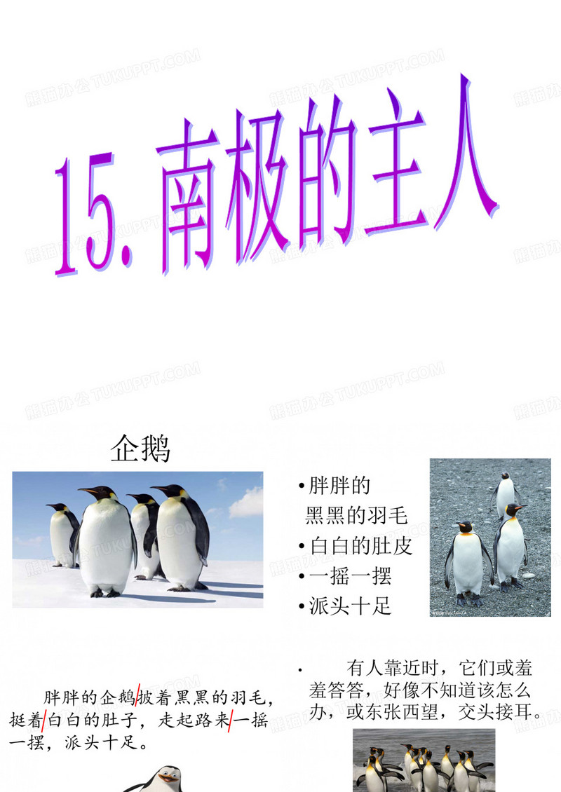 201705一下《南极的主人》课件3