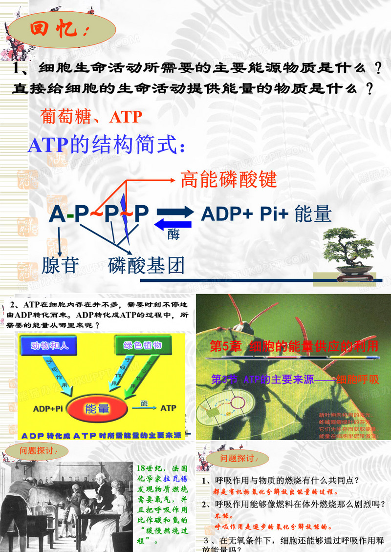 ATP的主要来源——细胞呼吸