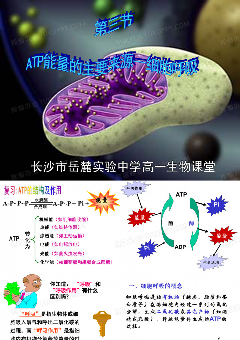 ATP的主要来源——细胞呼吸