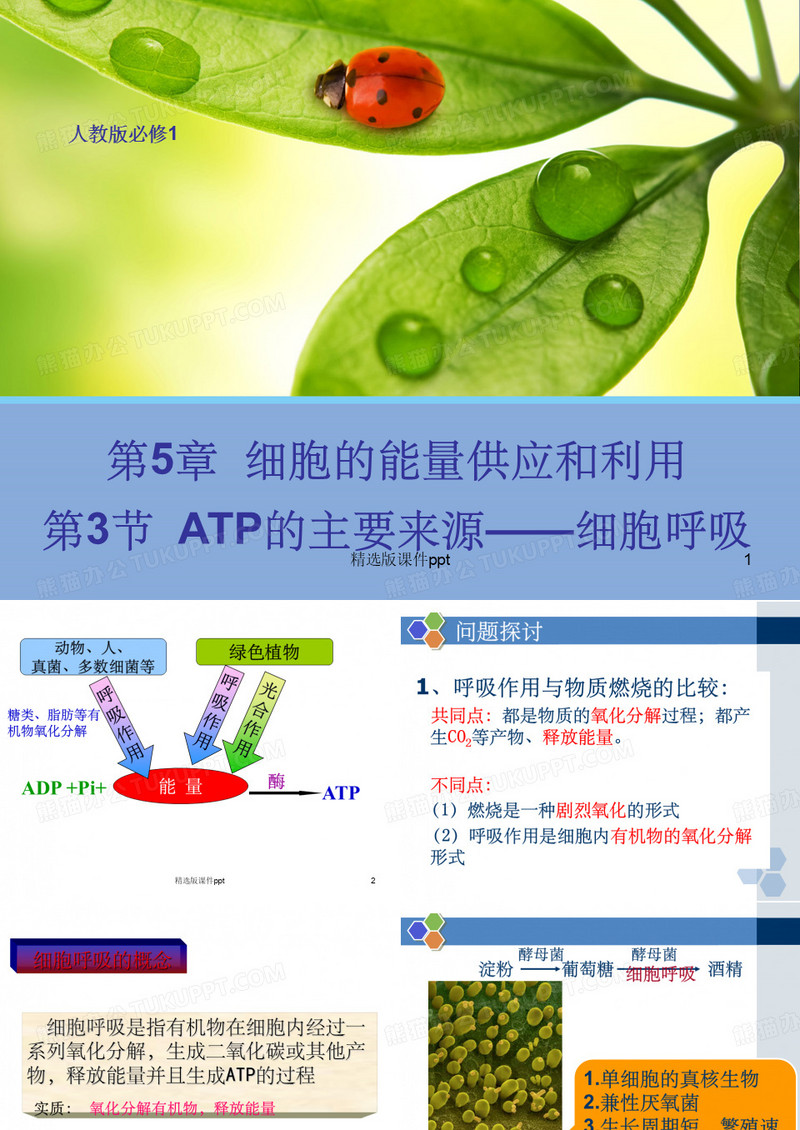 ATP的主要来源-细胞呼吸