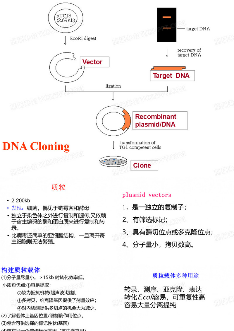 质粒