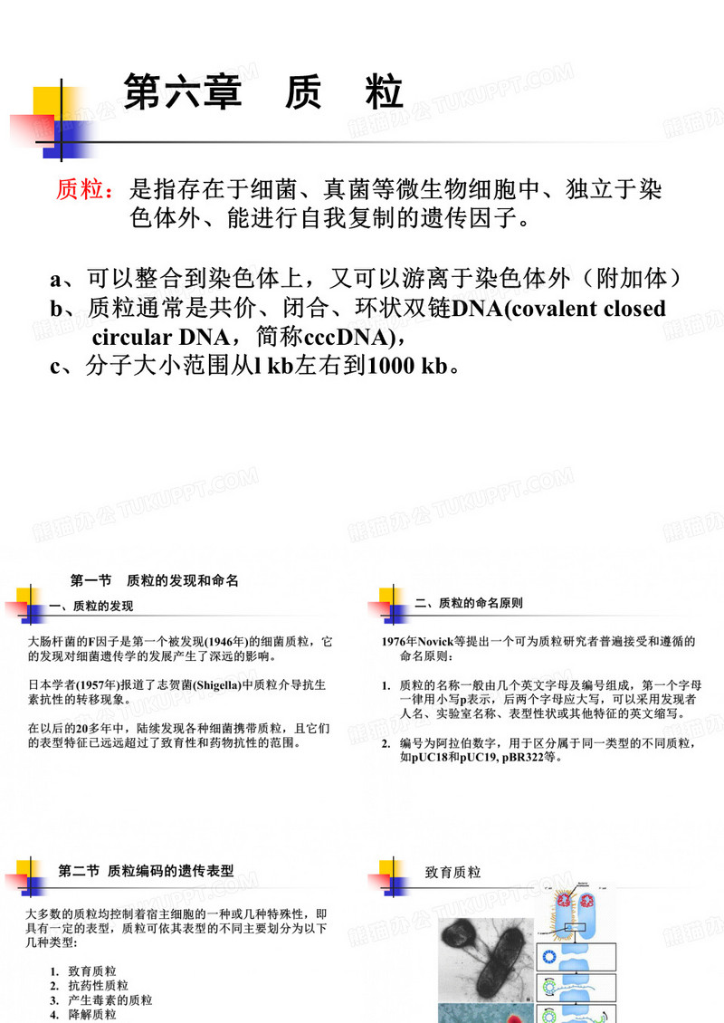 质粒