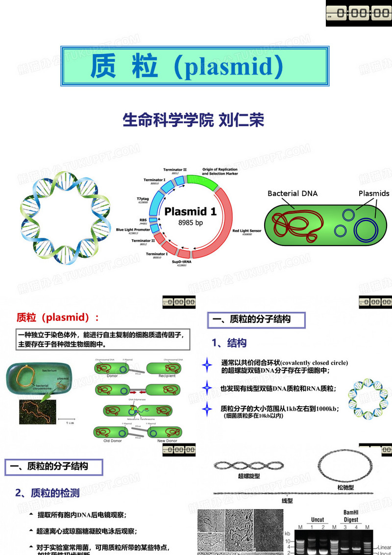 质粒