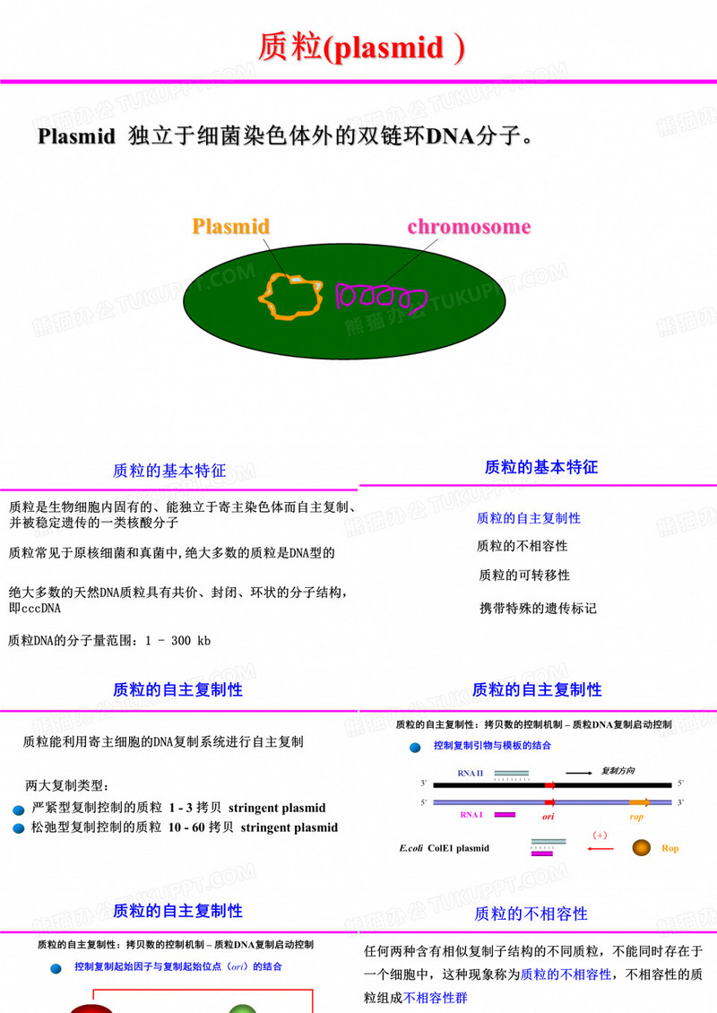 质粒及应用