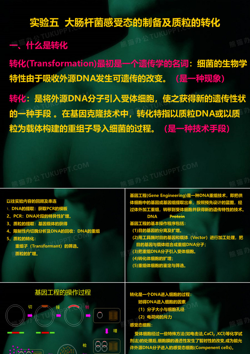 质粒的转化