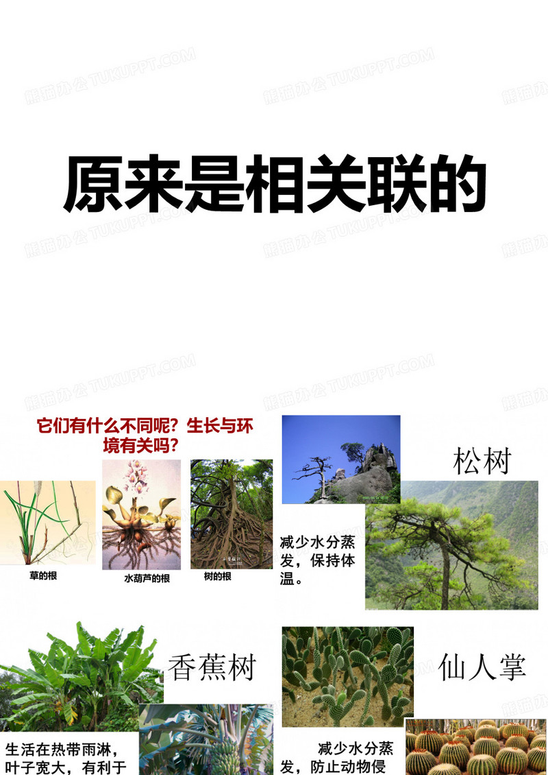 6.《原来是相互关联的》课件