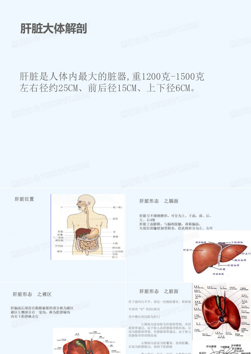 肝脏的解剖