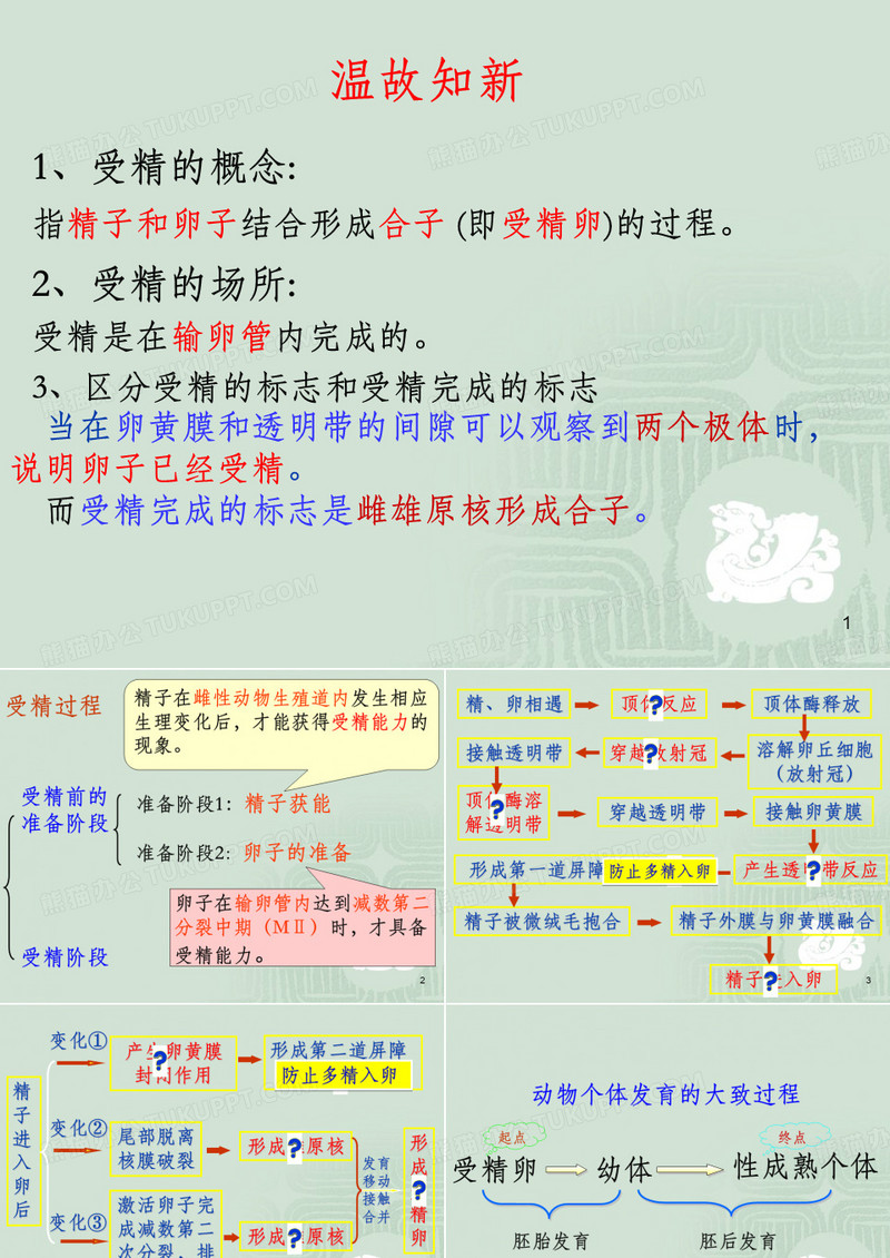 胚胎发育过程