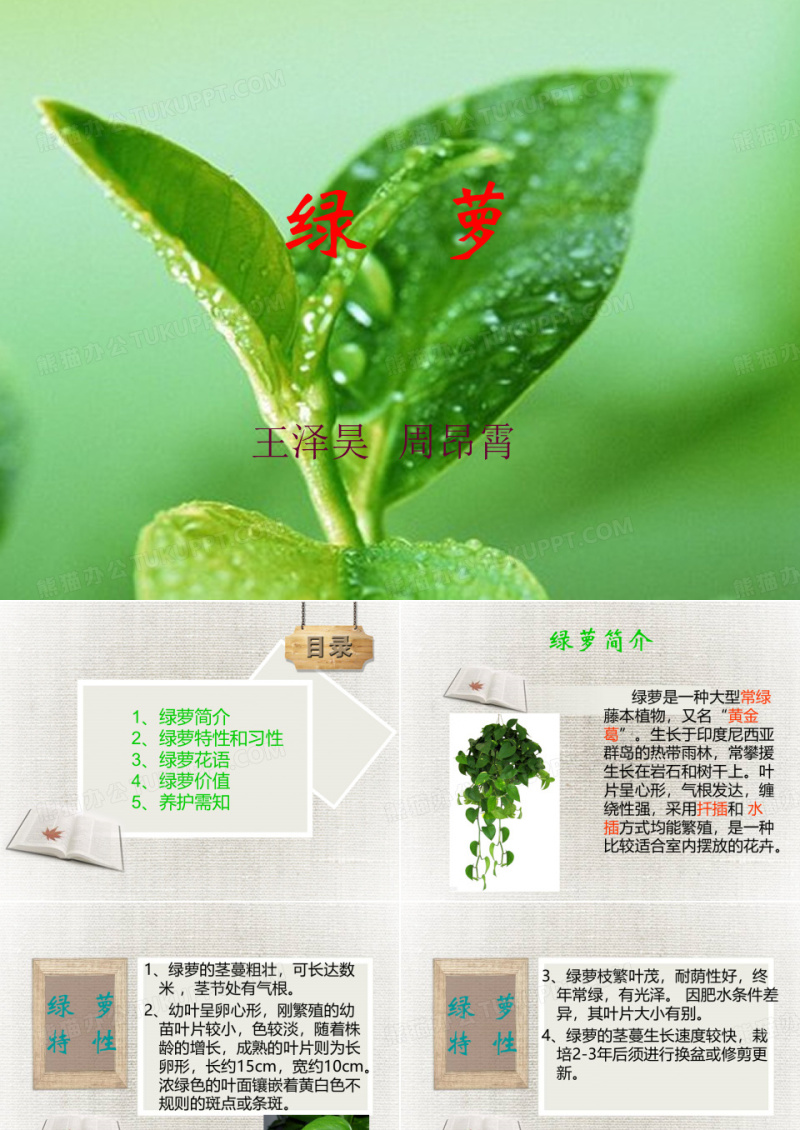 绿萝